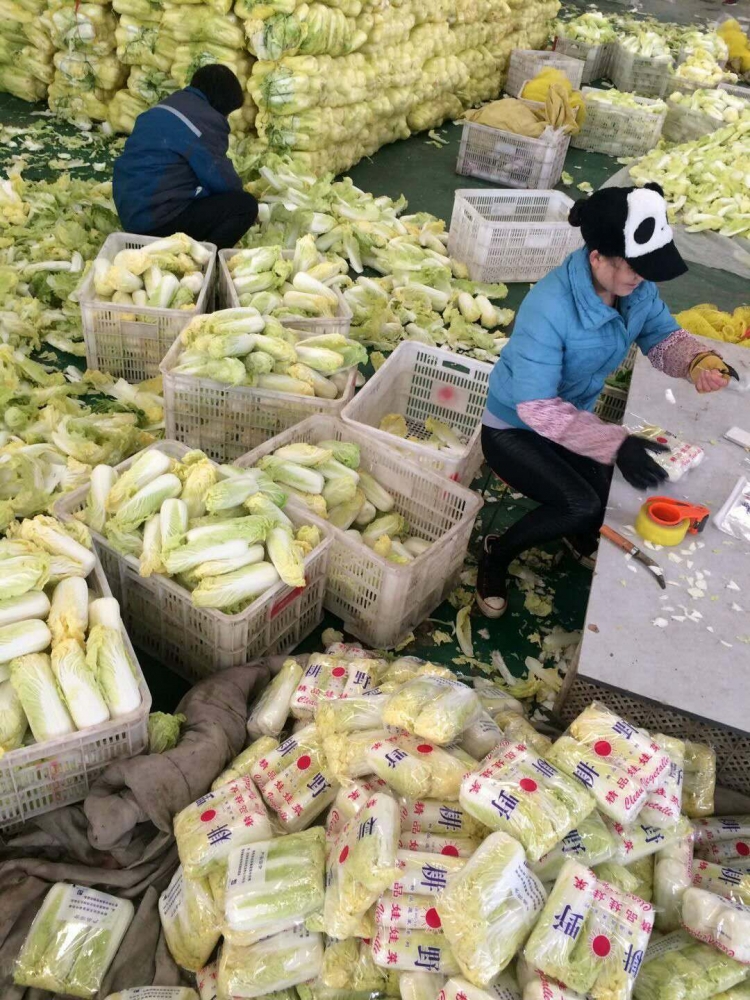 嘉兴批发市场大白菜多少钱一斤,徐州哪里有批发大白菜的