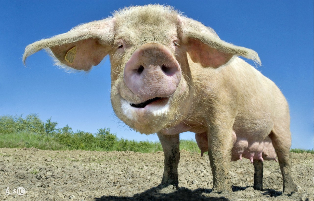 猪用促生长剂有哪几种,养猪用的催肥剂推荐