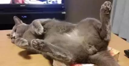 国外一只猫经常露出奇怪表情,国外一只猫每天自己外出