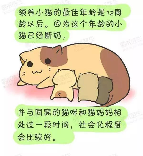 领养猫咪怎么看精神态势,领养猫咪如何知道乖不乖