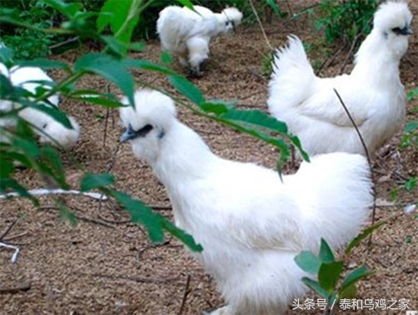 鸡生霍乱病怎么治疗,鸡得了霍乱病特效药