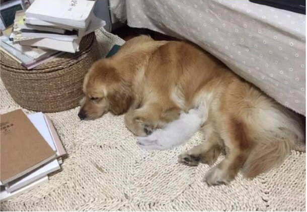 金毛流产后抑郁怎么办,金毛得抑郁症怎么办