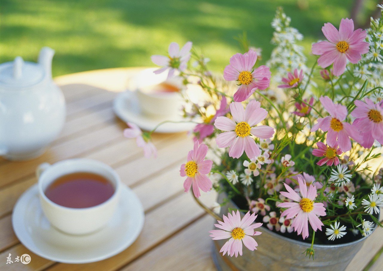 随便撒种子就能活的植物,随便撒在土里能活的花种子