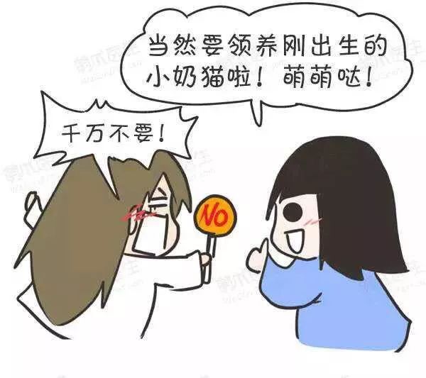 领养猫咪怎么看精神态势,领养猫咪如何知道乖不乖