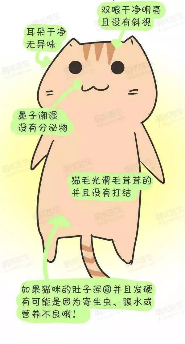 领养猫咪怎么看精神态势,领养猫咪如何知道乖不乖