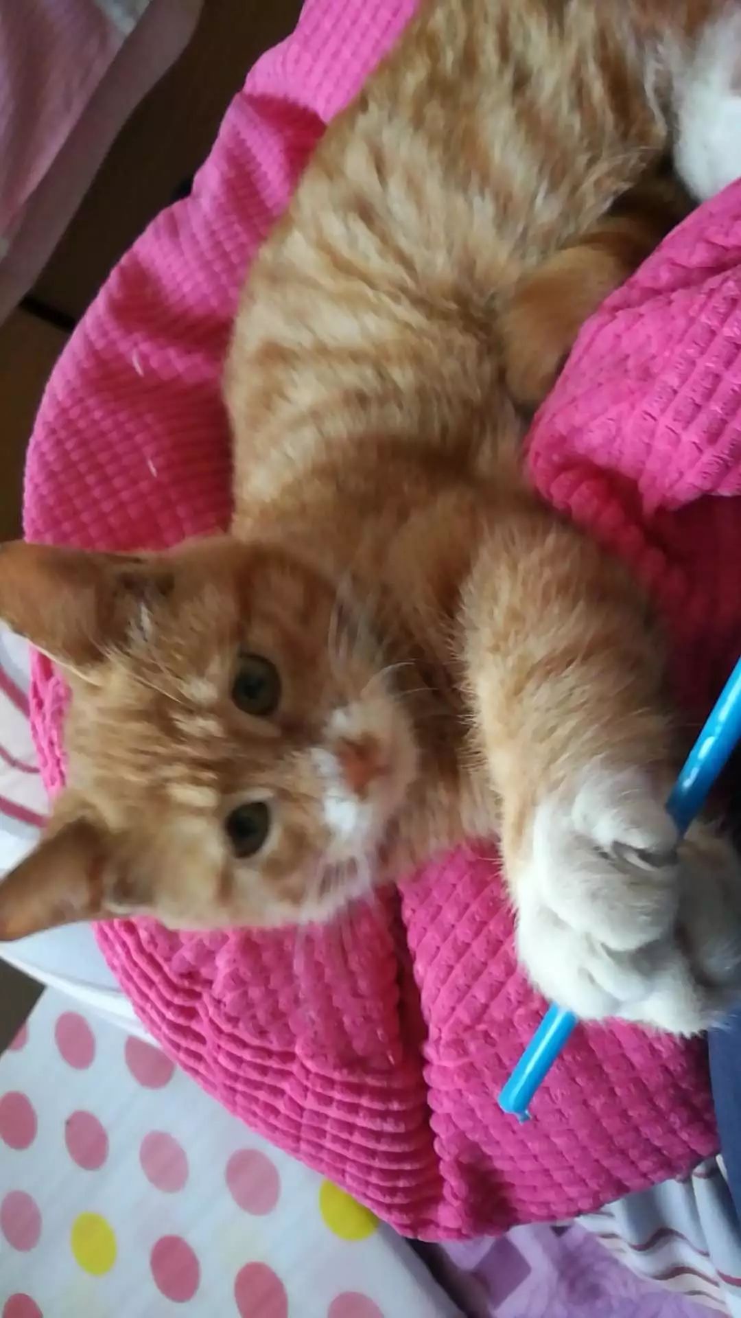 领养猫咪怎么看精神态势,领养猫咪如何知道乖不乖