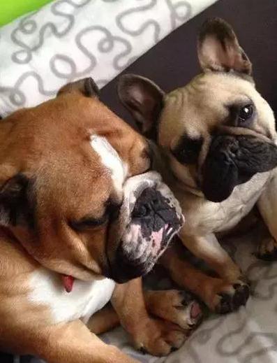 英牛和法牛犬咋区别,英牛和法牛哪个大一点