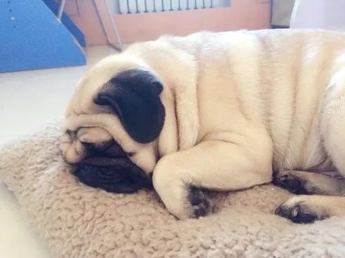 狗狗中毒后多久才能度过危险期,狗狗轻微食物中毒怎么办