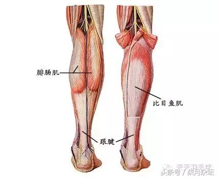 羽毛球跟腱断裂需要多久恢复,羽毛球跟腱杀手