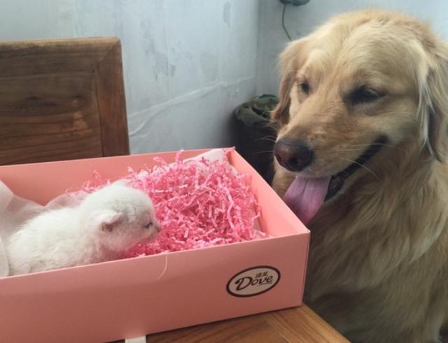 金毛流产后抑郁怎么办,金毛得抑郁症怎么办