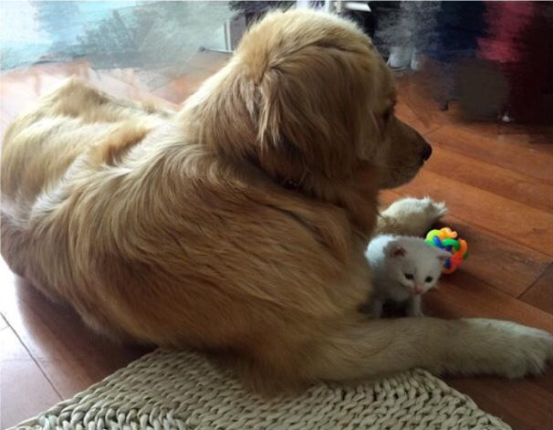 金毛流产后抑郁怎么办,金毛得抑郁症怎么办