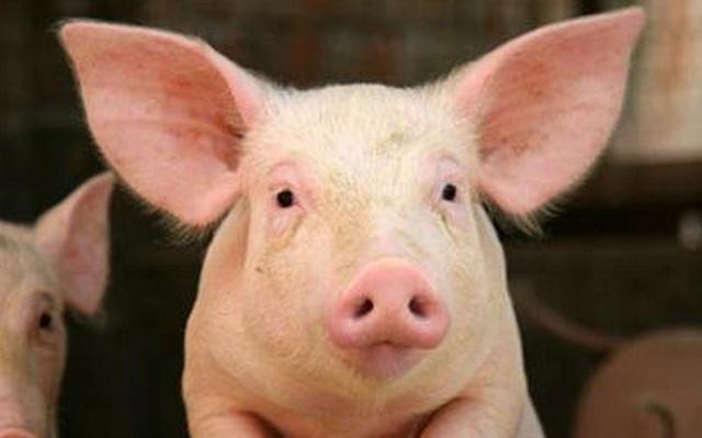 小猪拉稀怎么治也不好是不是猪瘟,小猪拉稀怎么办啊