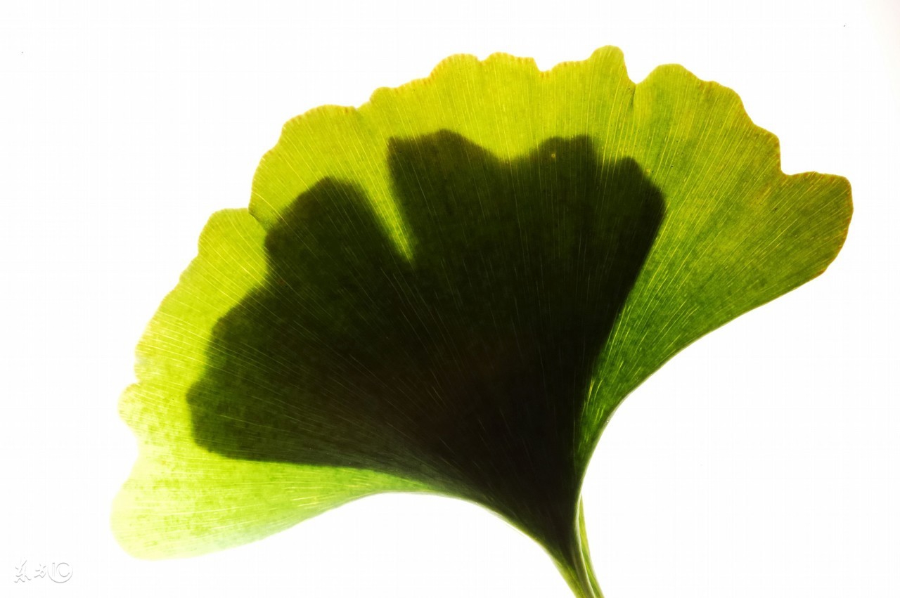 银杏叶祛痘方法,银杏叶泡水喝的祛斑功能