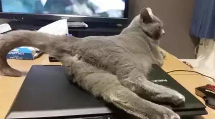 国外一只猫经常露出奇怪表情,国外一只猫每天自己外出