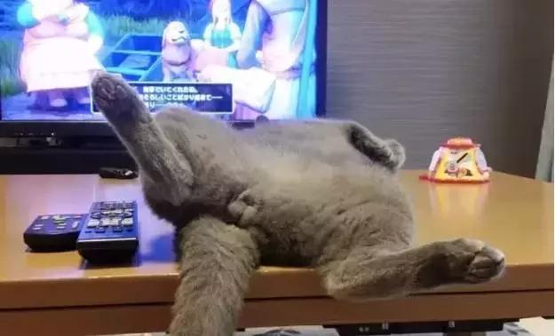 国外一只猫经常露出奇怪表情,国外一只猫每天自己外出