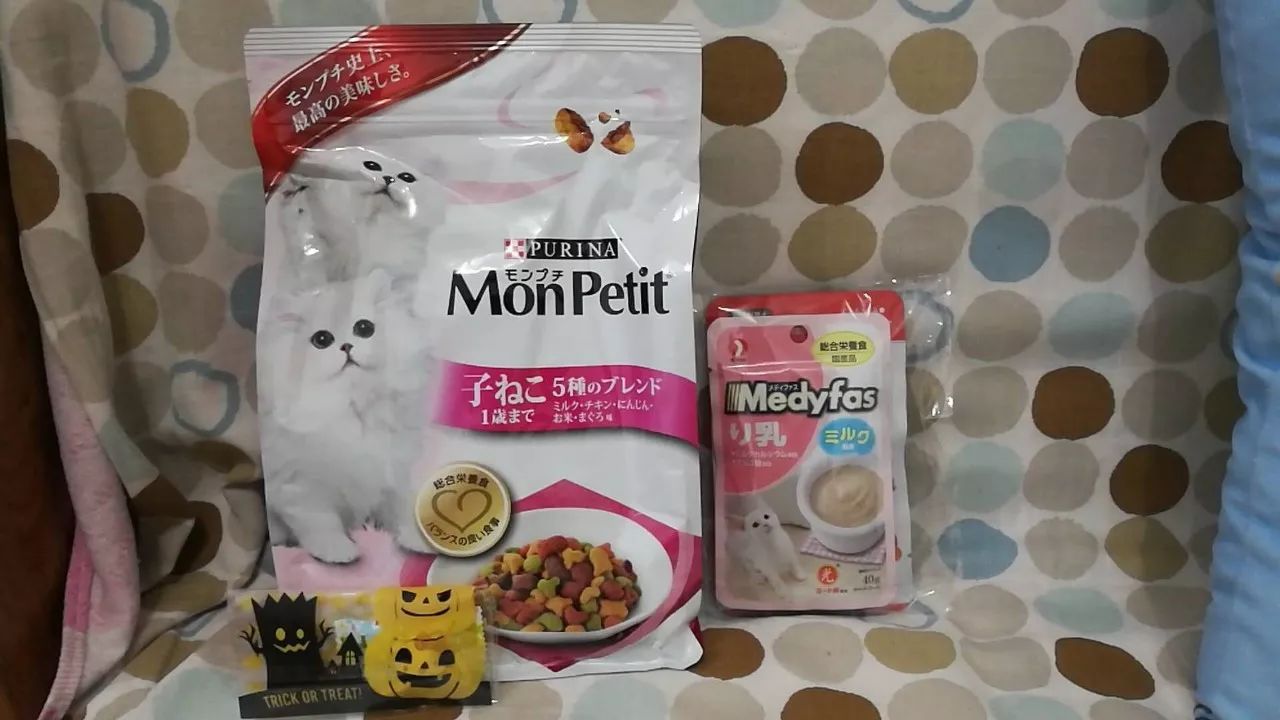 领养猫咪怎么看精神态势,领养猫咪如何知道乖不乖