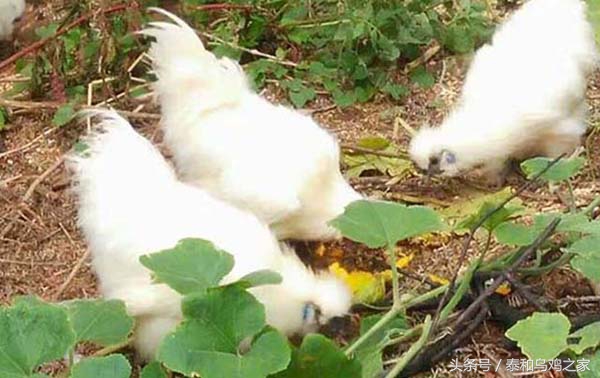 鸡生霍乱病怎么治疗,鸡得了霍乱病特效药