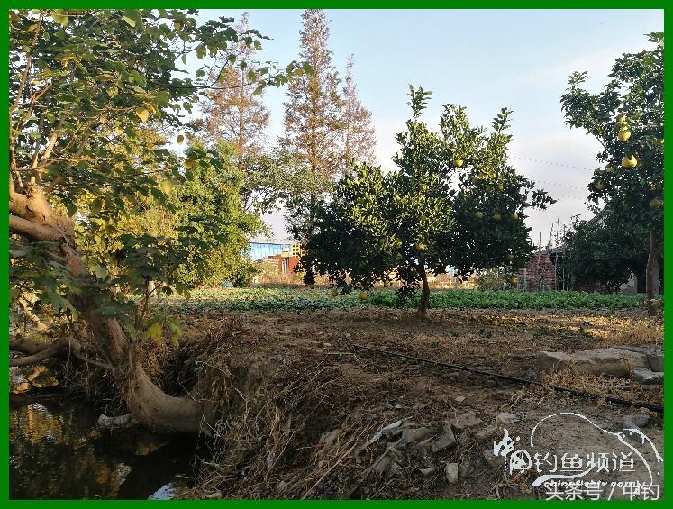 爽钓渔具,爽钓黄金版