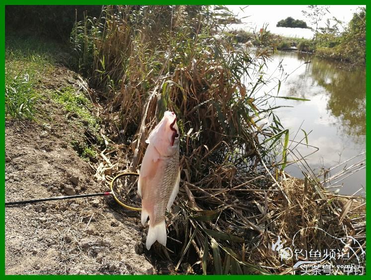 爽钓渔具,爽钓黄金版