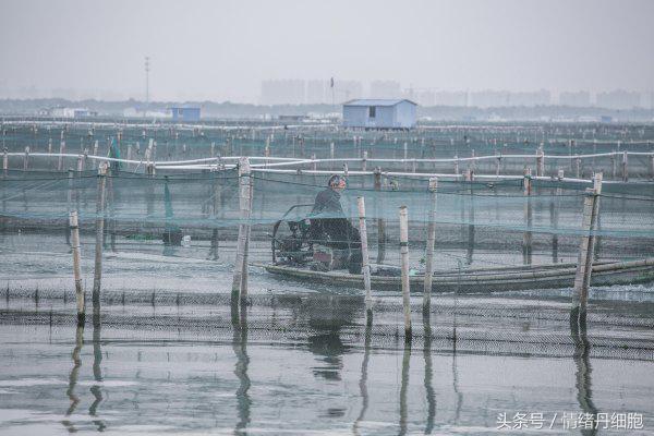 涨知识螃蟹的这几个地方不能吃,吃什么螃蟹不能吃什么