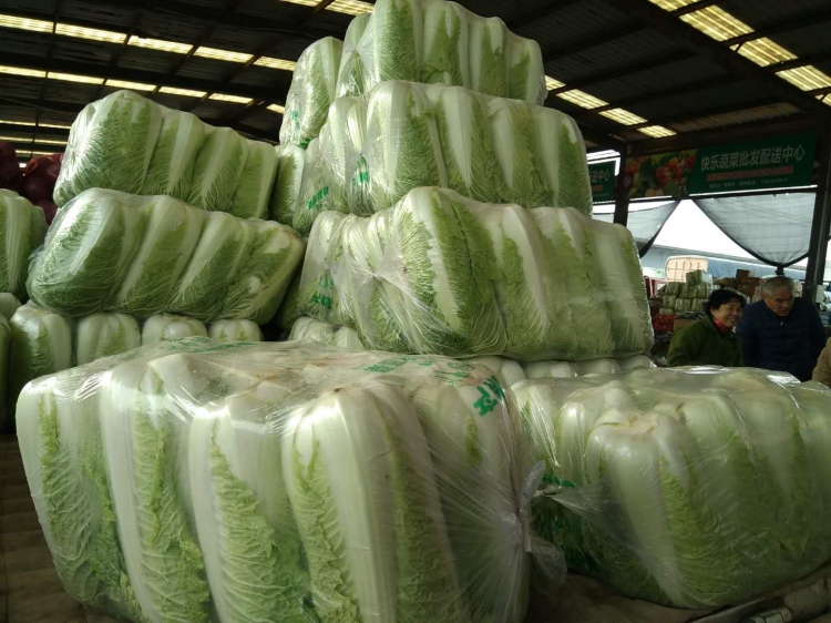 嘉兴批发市场大白菜多少钱一斤,徐州哪里有批发大白菜的
