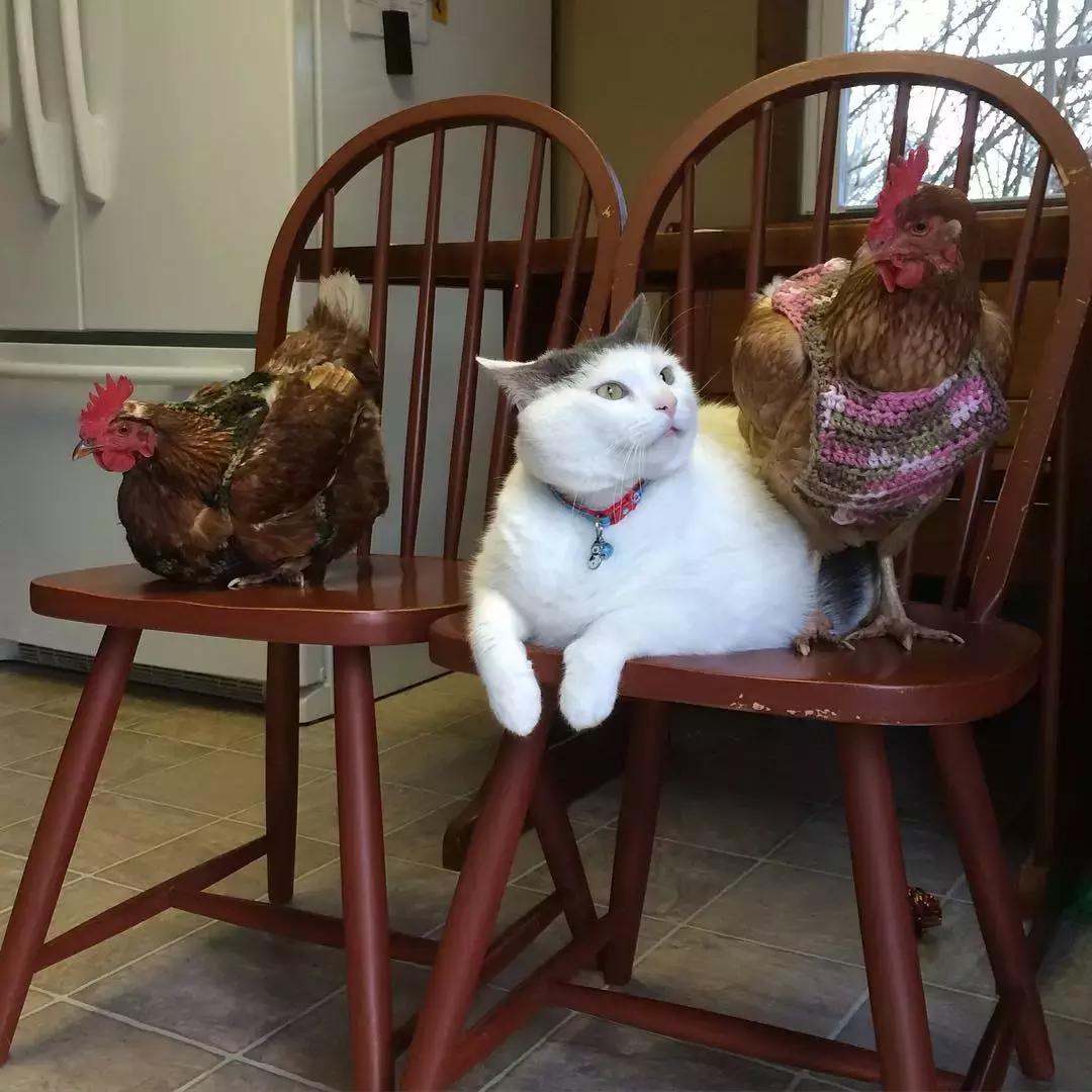 国外一只猫经常露出奇怪表情,国外一只猫每天自己外出