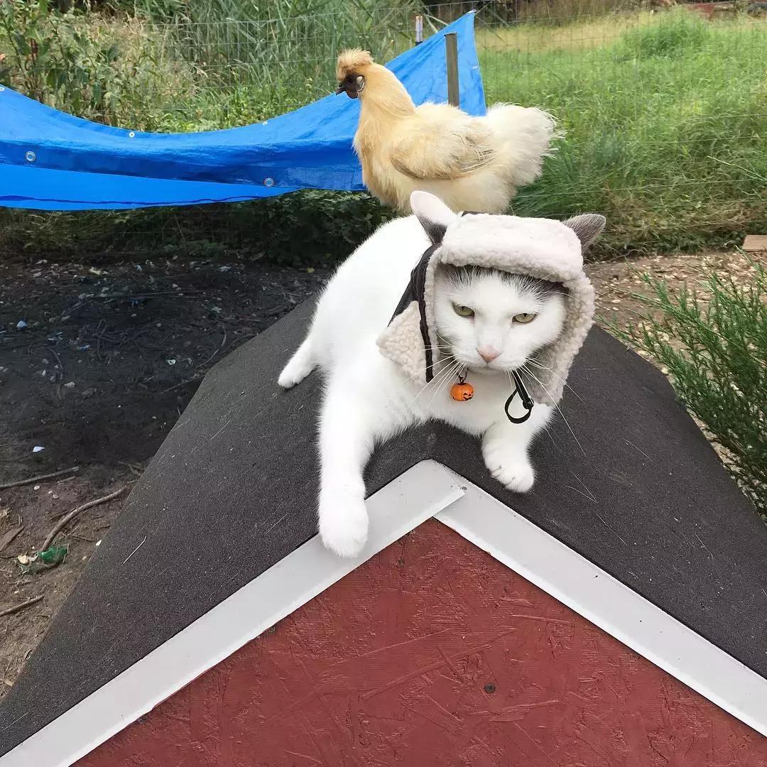 国外一只猫经常露出奇怪表情,国外一只猫每天自己外出