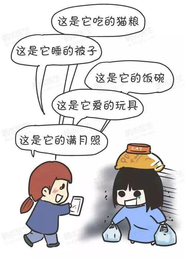 领养猫咪怎么看精神态势,领养猫咪如何知道乖不乖