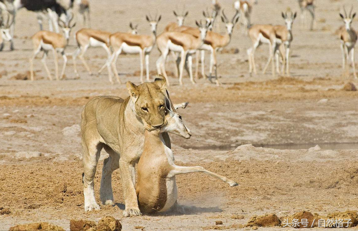平头哥蜜獾为什么天不怕地不怕,平头哥蜜獾为啥谁也不怕