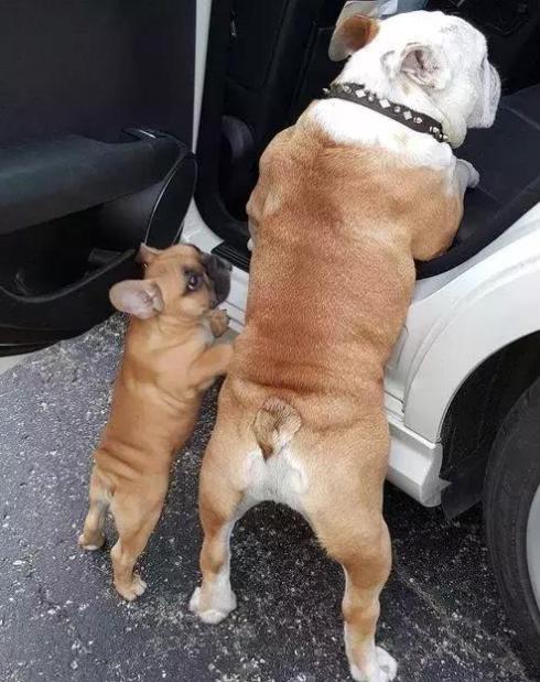 英牛和法牛犬咋区别,英牛和法牛哪个大一点