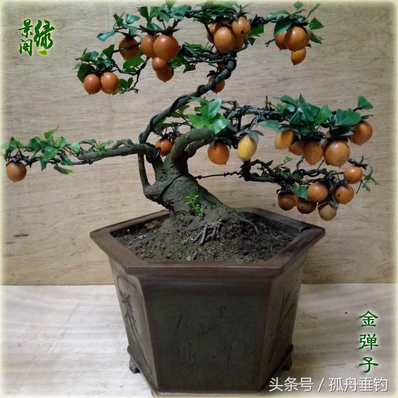 金弹子盆景需要留公桩吗,金弹子下山树桩可以存放好久