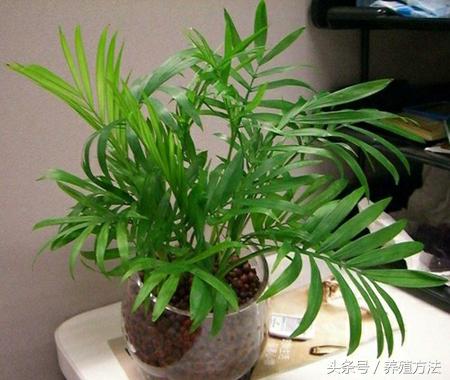 富贵椰子怎么浇水,富贵椰子放客厅多长时间浇水