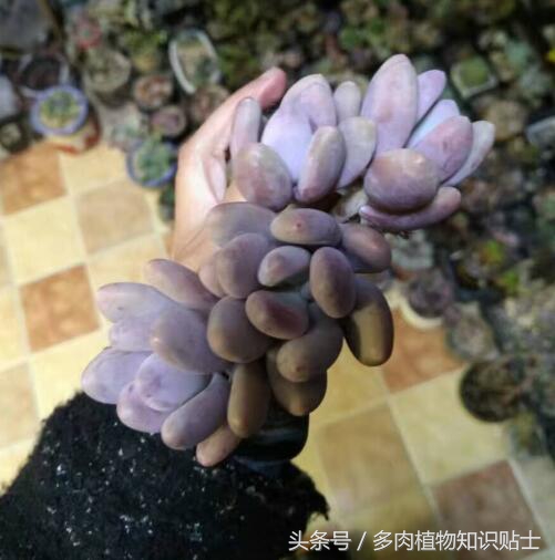 蛋黄奶多肉态势,多肉蛋黄奶和原始奶的区别