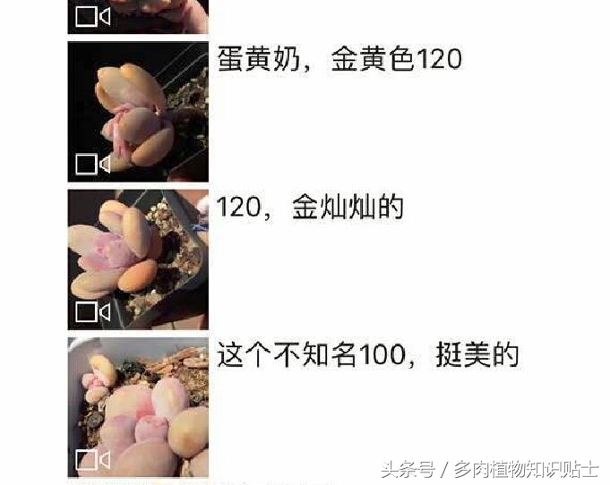 蛋黄奶多肉态势,多肉蛋黄奶和原始奶的区别