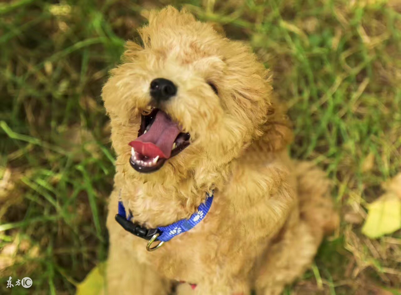 泰迪如何做牙齿护理！泰迪的牙齿健康！