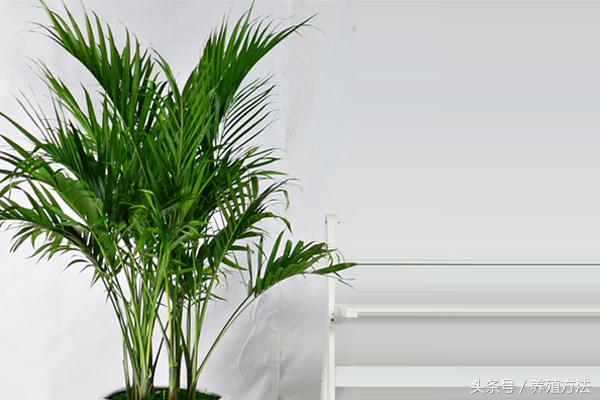 富贵椰子怎么浇水,富贵椰子放客厅多长时间浇水
