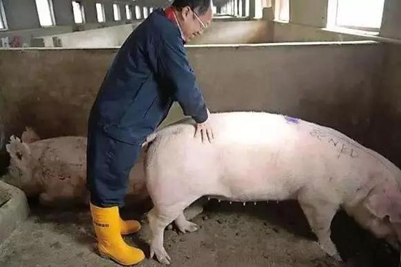 母猪的饲养和管理方法,母猪配怀饲养管理技巧