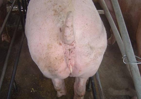 母猪的饲养和管理方法,母猪配怀饲养管理技巧