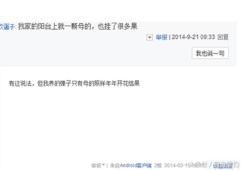金弹子盆景需要留公桩吗,金弹子下山树桩可以存放好久