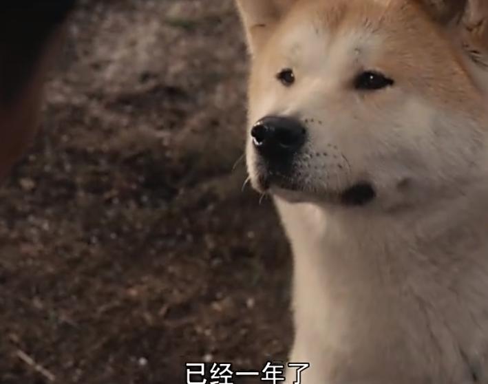 一只狗感动到哭的视频,一只狗看电影看哭了