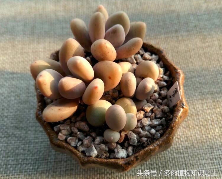 蛋黄奶多肉态势,多肉蛋黄奶和原始奶的区别