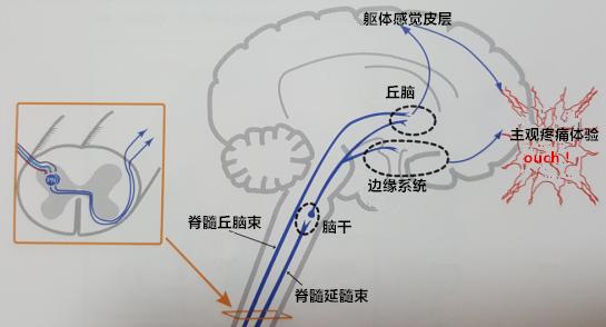 抑郁焦虑引起身体各种疼痛怎么办,焦虑抑郁引起的躯体疼痛怎么缓解