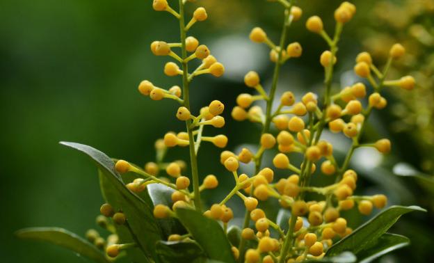 养花技巧：老花匠教你如何在春夏秋冬四季给米兰花浇水！