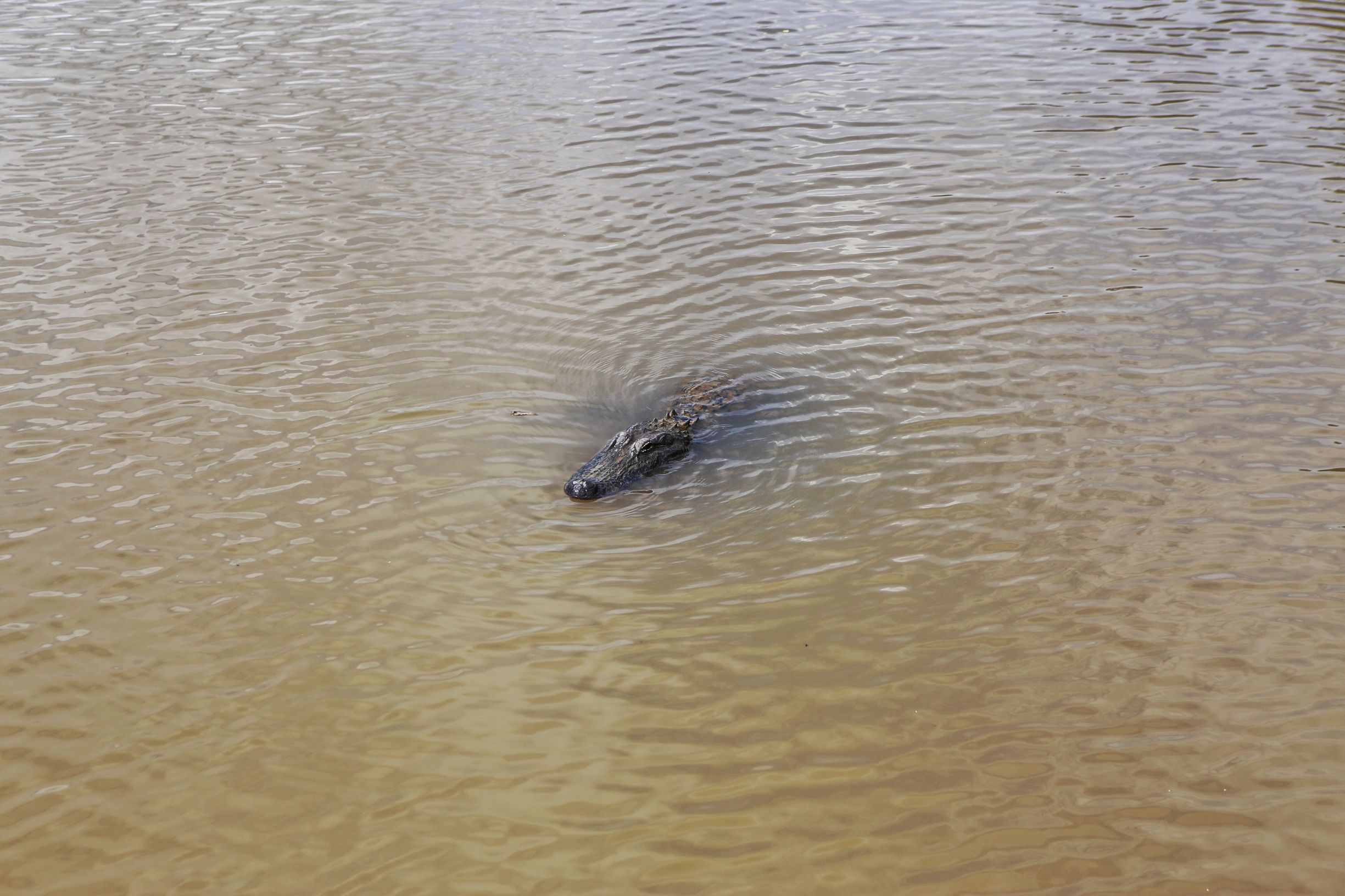 美国德克萨斯州的房子,为什么德克萨斯州的房子便宜