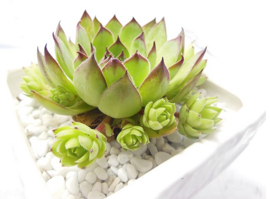 黑叶观音莲病虫害图片,养殖观音莲小技巧