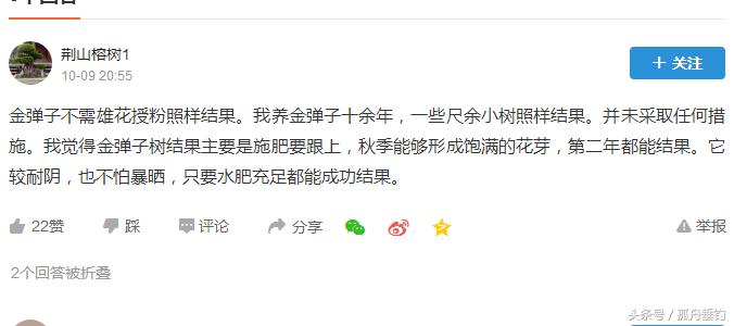 金弹子盆景需要留公桩吗,金弹子下山树桩可以存放好久