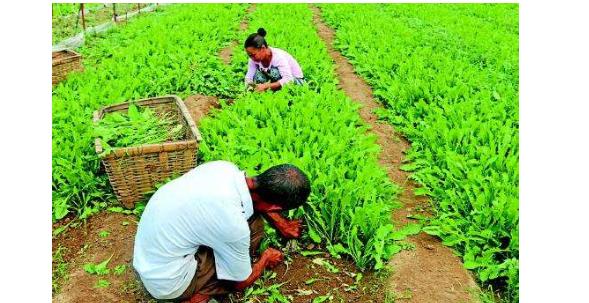 蔬菜打了农药可以清洗干净吗,蔬菜农药残留怎么清洗