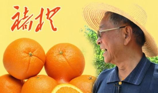 褚橙什么时候上市,褚橙火爆原因