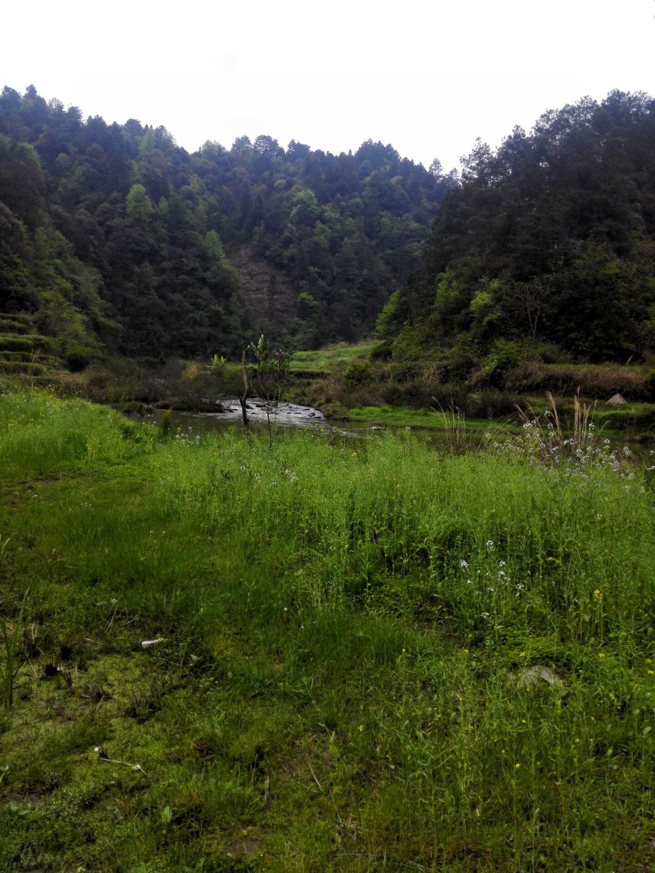 清明节：一只公鸡的思想边界