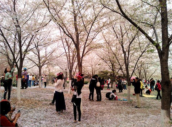 感恩樱花是爱情与希望的象征,樱花飘落的刹那胜过永恒的光辉